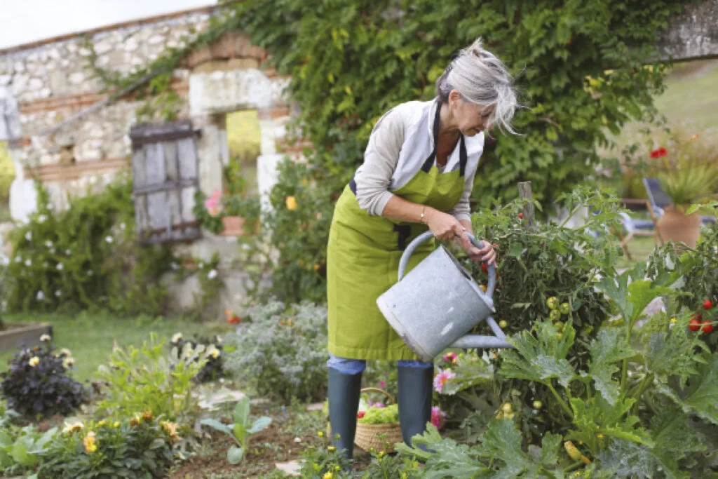 A lady wearing a green apron with grey hair holds a watering can. She waters a flower bed.